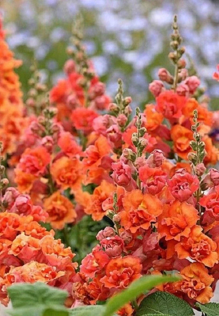Bright Orange Hollyhock Seeds - Perennial Flower Seeds for Borders & Cottage Gardens - Alcea rosea - 25 Pack