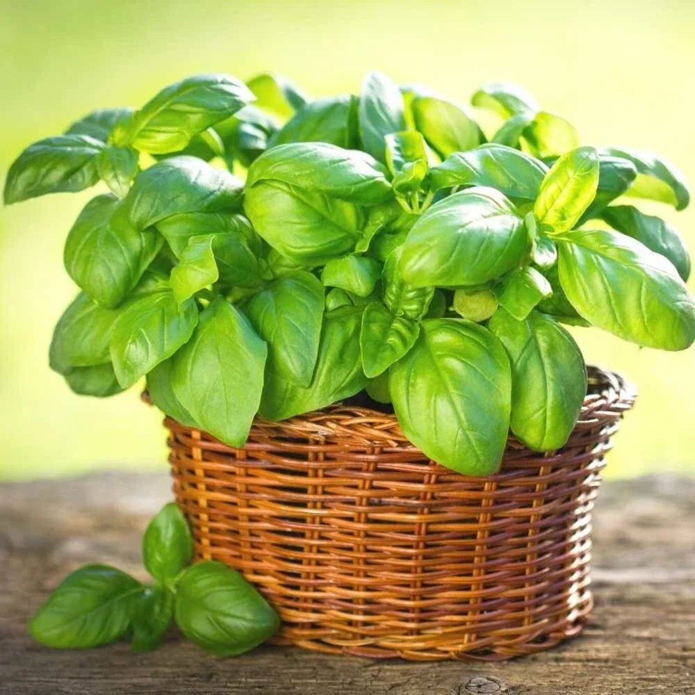 Italian Basil Live Plant – 2 Plants in 1 Pot – Ocimum basilicum