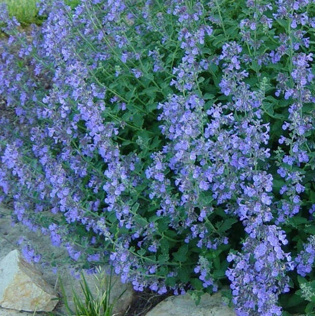 Catmint Seeds - 200 Heirloom Lavender Blue Perennial - Non-GMO Nepeta racemosa for Garden, Pollinators, Insect Repellent