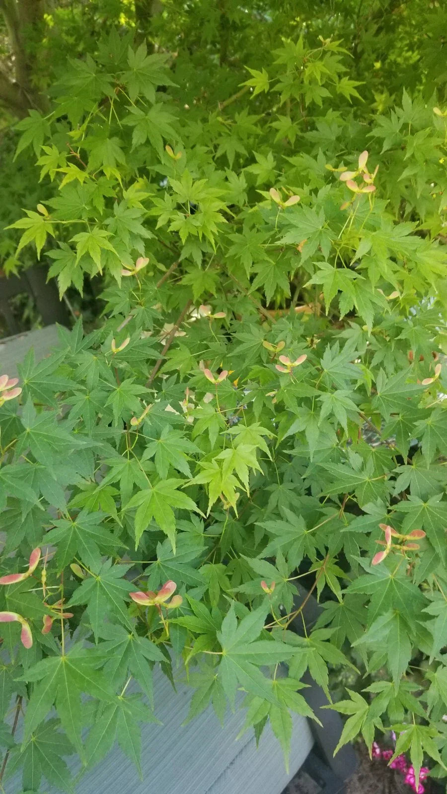 Japanese Green Maple Tree Cuttings (10 No Roots) - Acer palmatum for Gardening & Landscaping