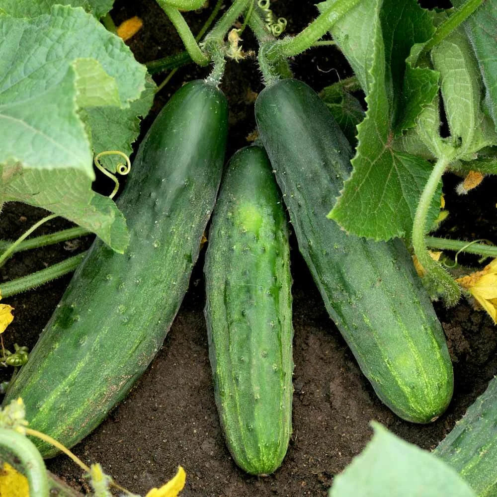 Cucumber Seeds - Spacemaster 80 Bush Variety for Small Gardens & Containers - Cucumis sativus, Compact, High Yield