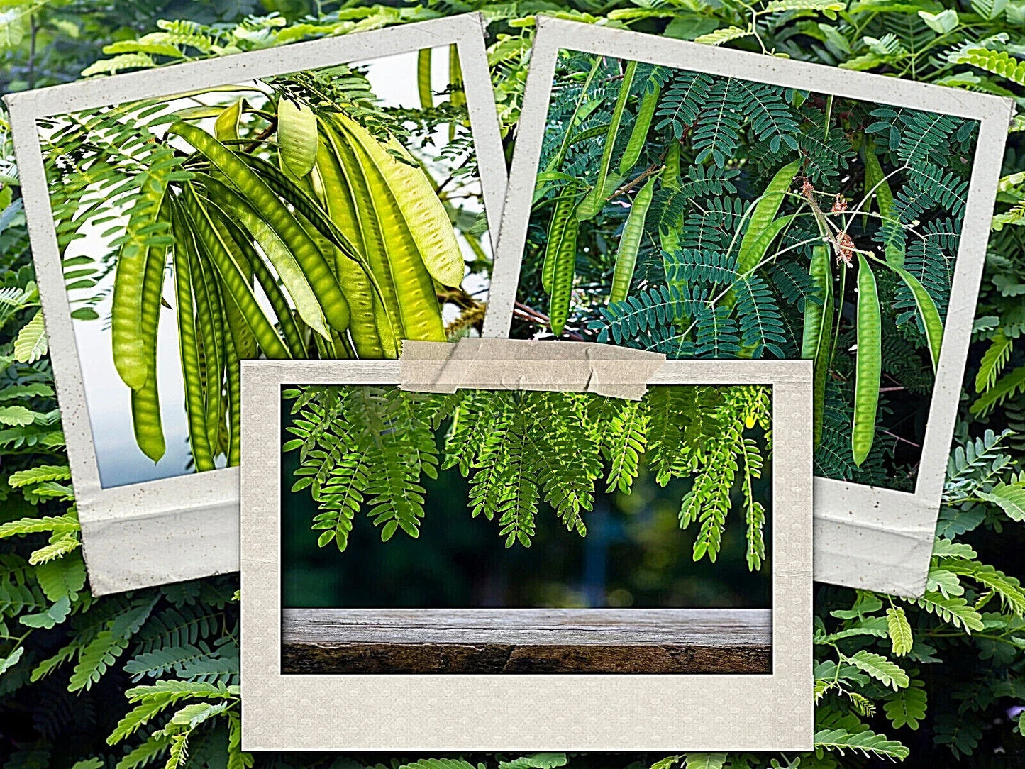 Koa Haole Tamarind Tree Seeds - 50+ Leucaena leucocephala Seeds for Landscaping, Erosion Control & Wildlife Attracting