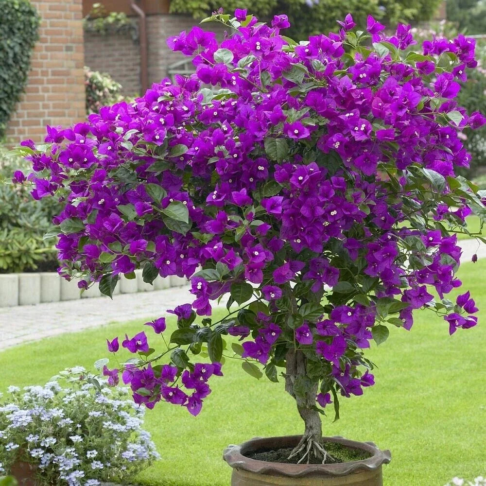 Bougainvillea Starter Plant - Small Well-Rooted Violet Bougainvillea - Vibrant Purple Blooms - Bougainvillea glabra