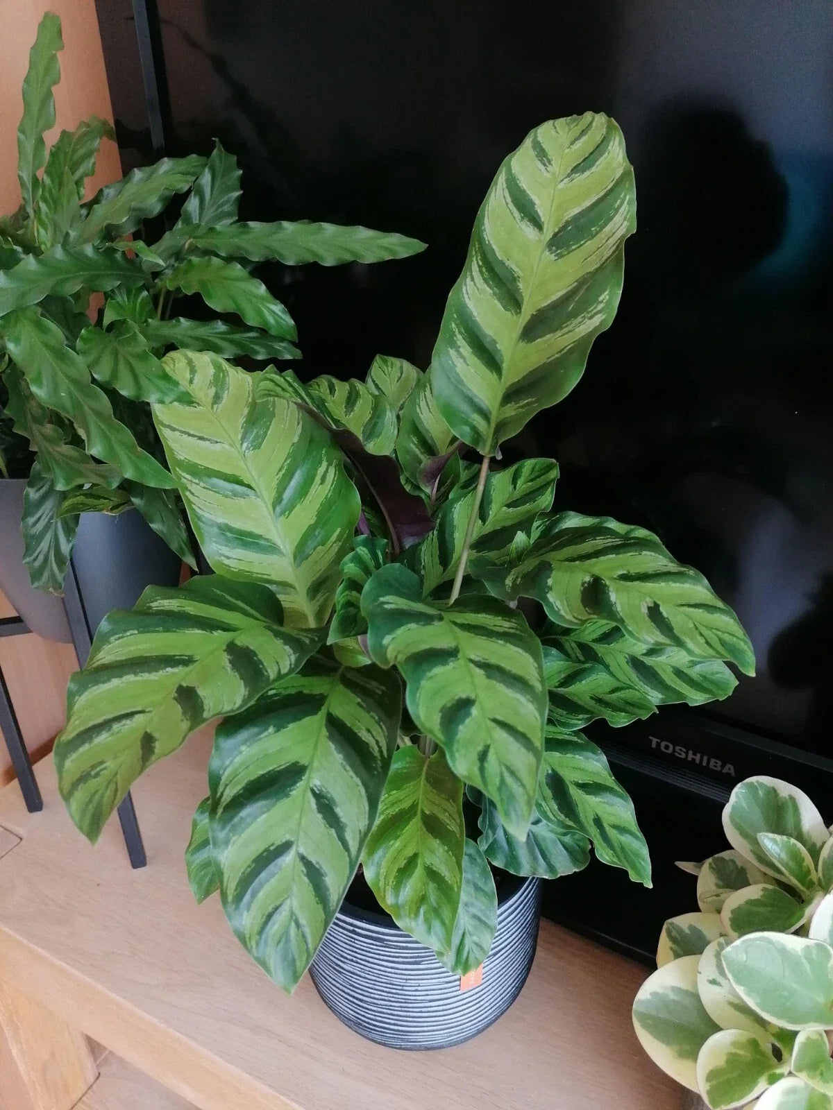 Calathea Albertii Seeds – Tropical Houseplant Seeds for Indoor & Outdoor Gardening – 25+ Premium Seeds