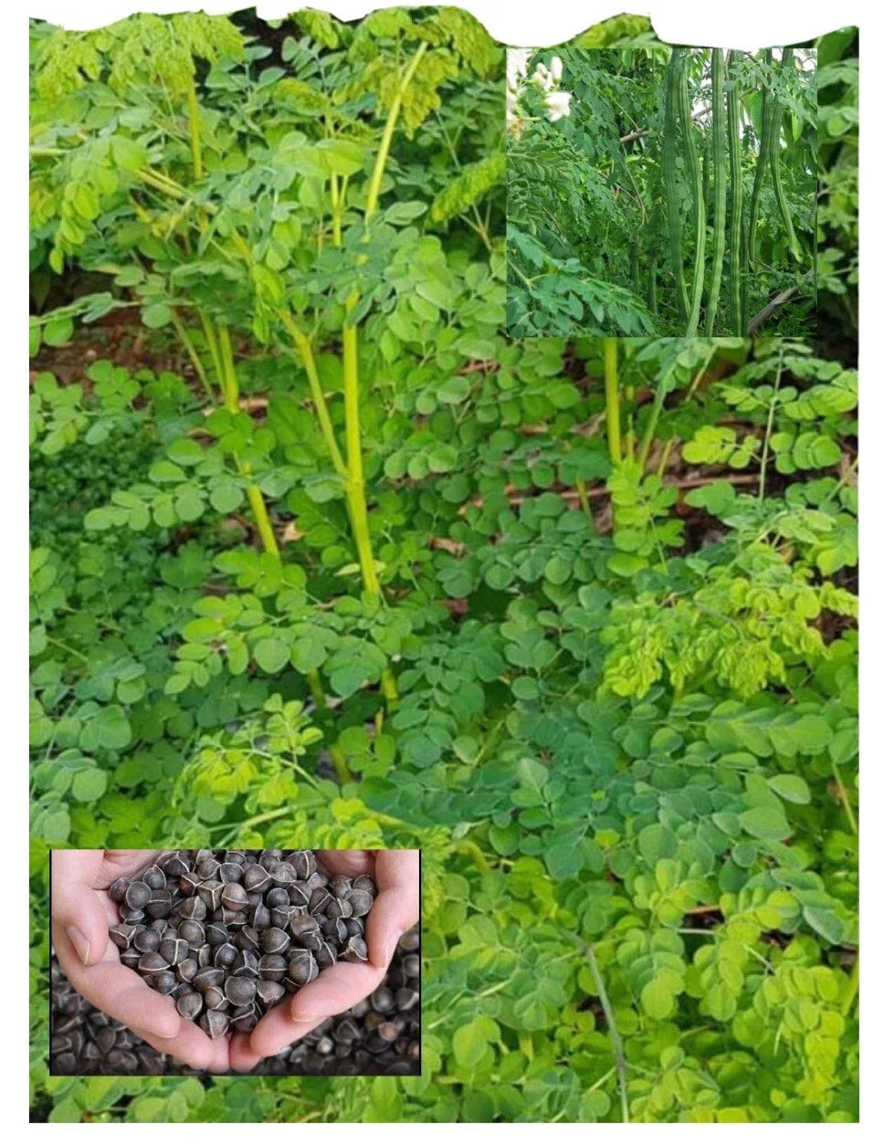 Organic Moringa Seeds - Malunggay Variety for Home Gardening - Moringa oleifera Non-GMO, Fast-Growing, Nutrient-Rich