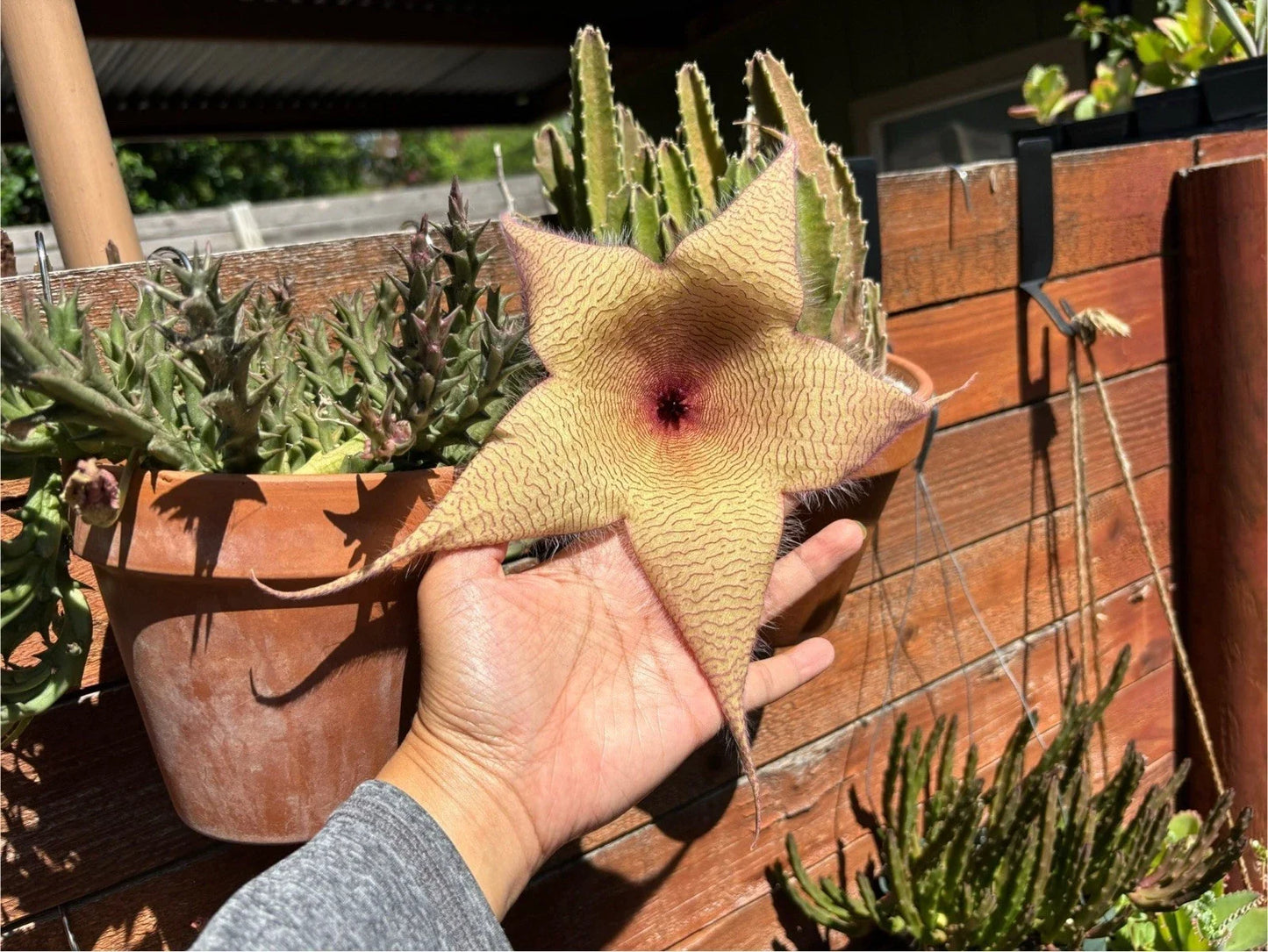 Giant Starfish Flower Plant - Live Rooted Stapelia gigantea - Unique Carrion Flower for Indoor & Outdoor Gardens