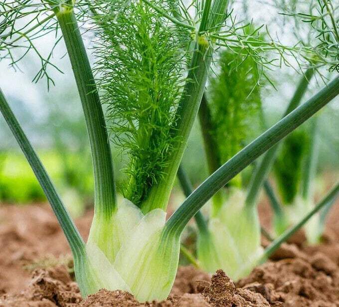 Florence Fennel Seeds - 200+ Culinary Herb Seeds | Attracts Butterflies & Bees