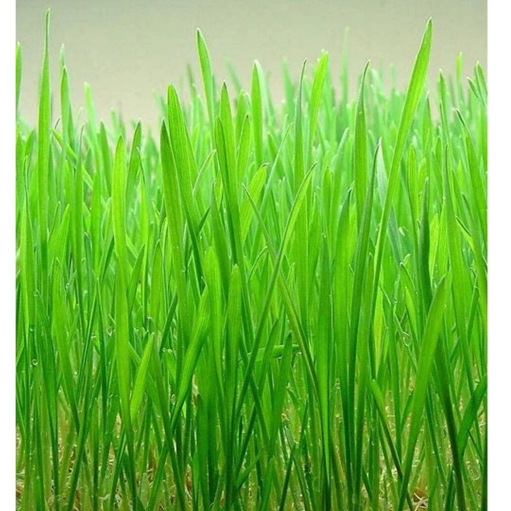 Cat Grass Seeds - Organic Red Wheat Triticum aestivum for Indoor Cats - Non-GMO, Heirloom, Easy to Grow