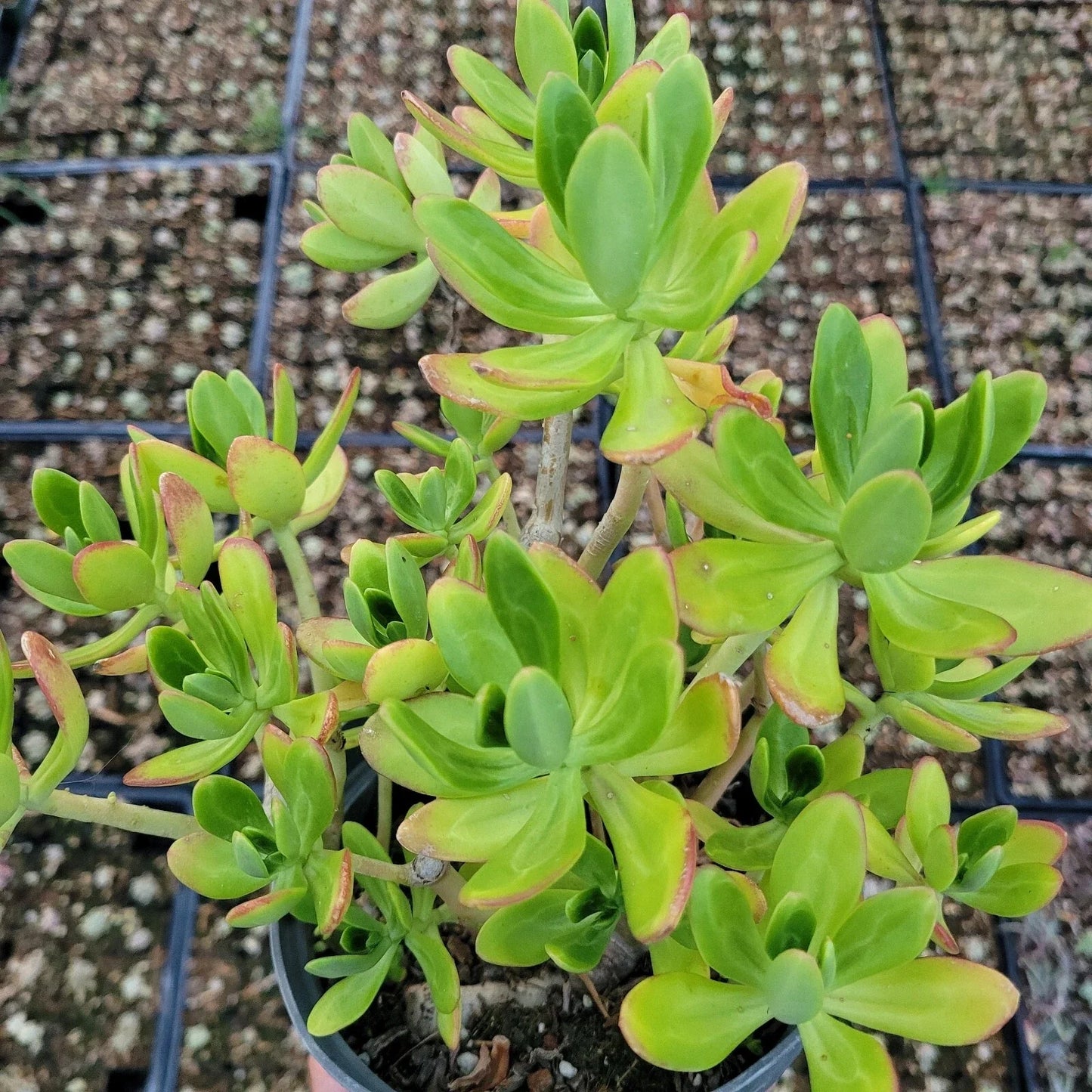 Sedum Praealtum Live Plant - Green Apple Snap Succulent - 6 Inches Bare Root - Drought Tolerant Indoor Outdoor Garden Plant