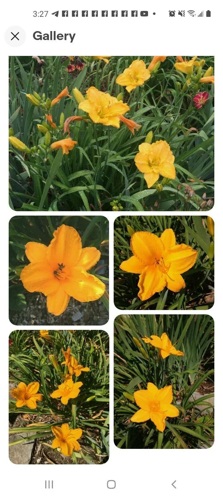 Stella De Oro Daylily Seeds - Perennial Reblooming Yellow Flowers for Outdoor Gardens