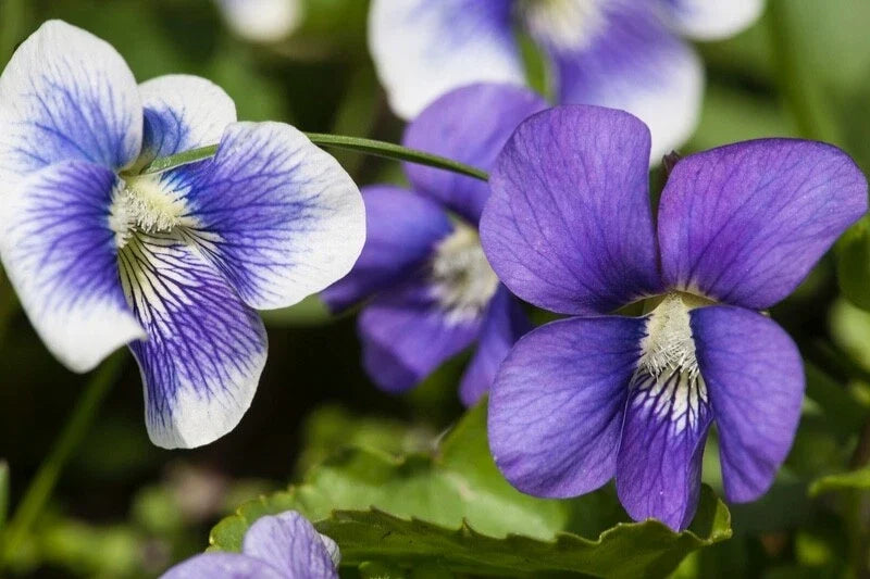 Wild Violet Live Plants 20+ with Roots, Viola sororia, Ground Cover, Purple Flowers, Perennial Garden Flora