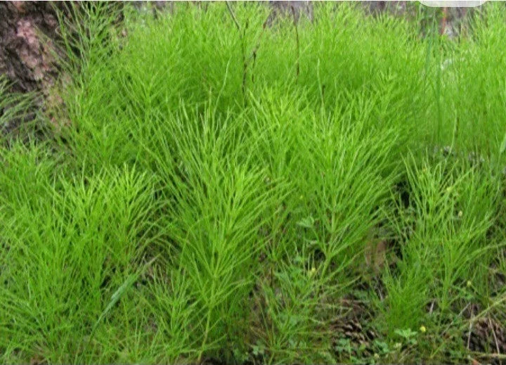 Horsetail Shavegrass Bareroot Plants – Edible Herb, Native Equisetum arvense, 5-10 Pack