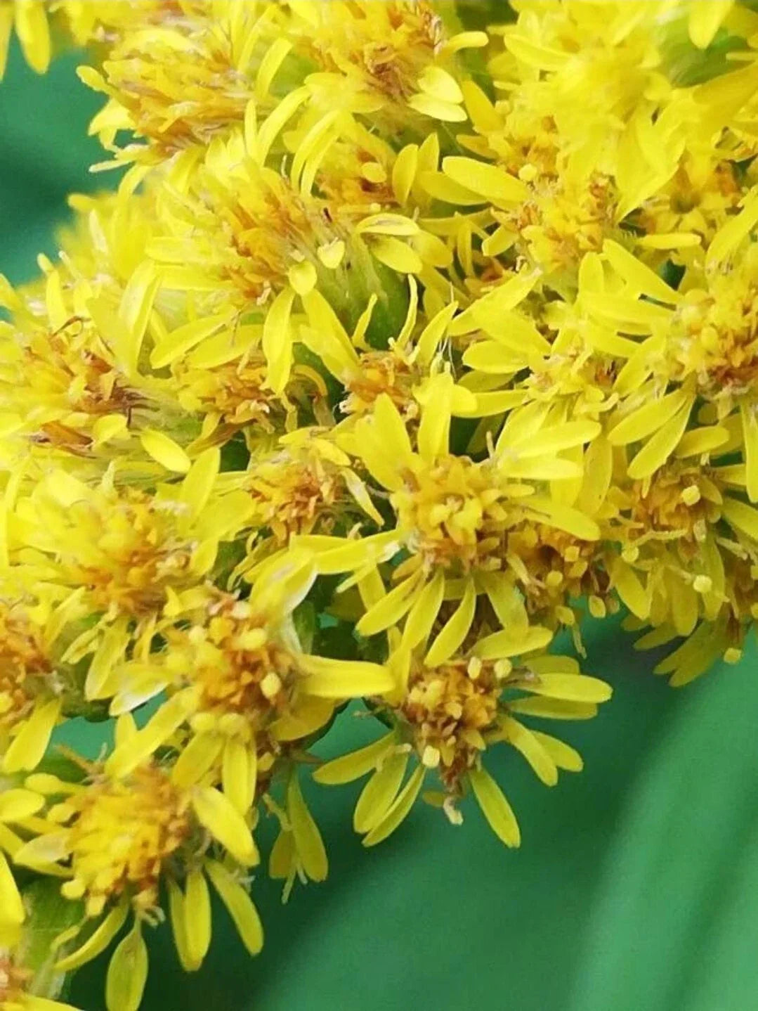 Goldenrod Seeds - 300+ Organic Solidago canadensis for Garden & Medicinal Use