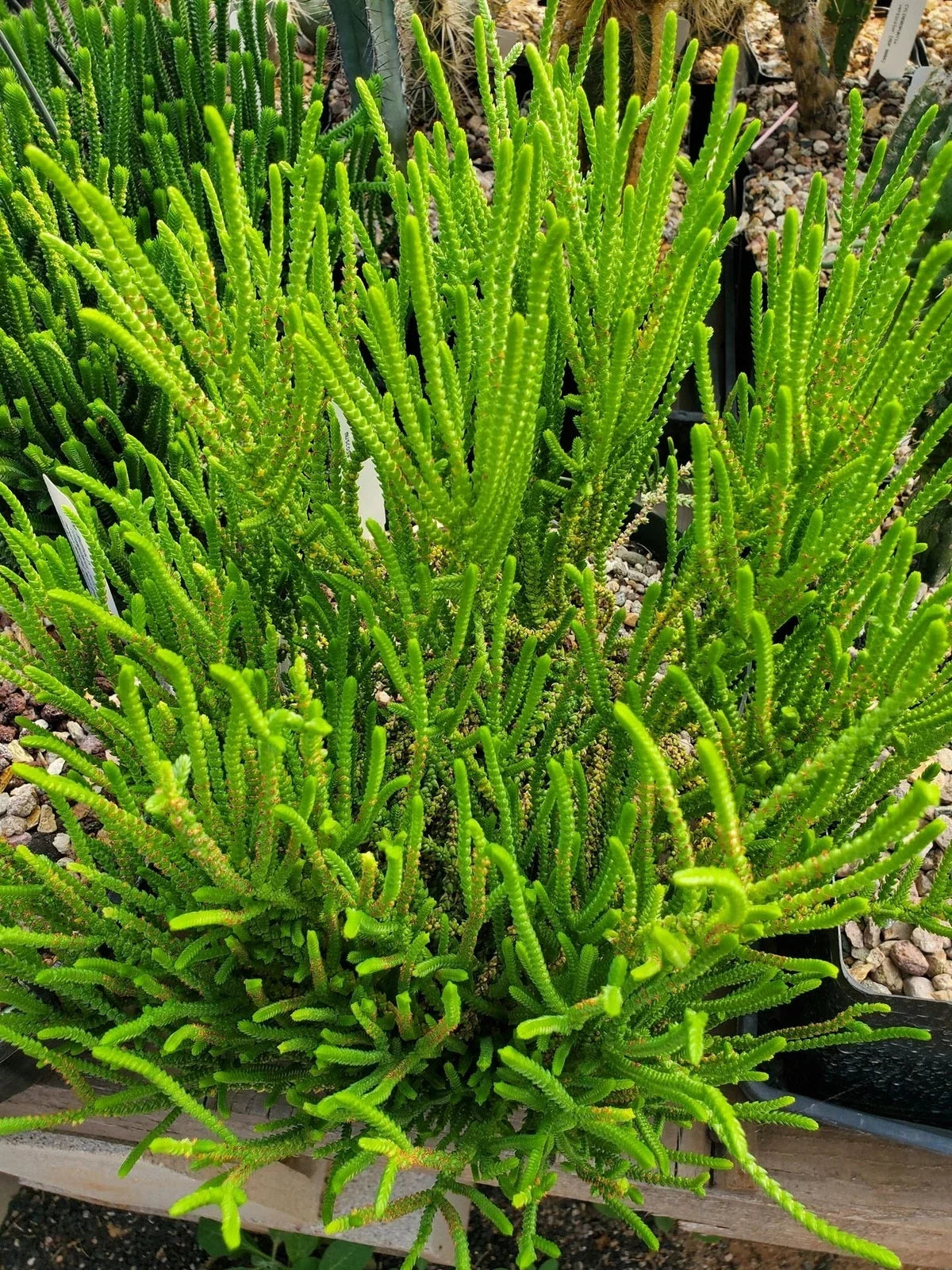 Crassula Muscosa Succulent Plant - Unique Layered Foliage for Indoor or Outdoor Decor - Watch Chain Plant, Crassulaceae