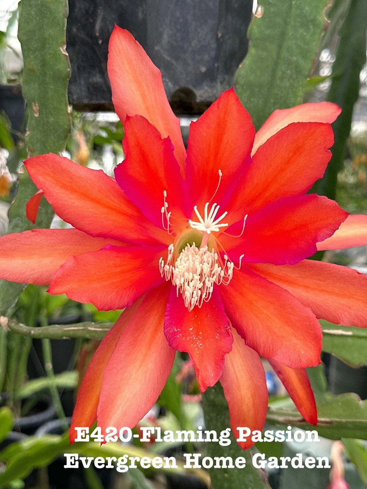 Epiphyllum Orchid Cactus Plant - 4" Rooted Pot - Flaming Passion - Epiphyllum oxypetalum Indoor Outdoor