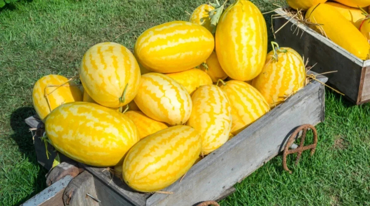 Gold In Gold Hybrid Watermelon Seeds - 50+ Pack, Citrullus lanatus, Non-GMO, USA Grown, for Home Garden, Juicy & Sweet Fruit