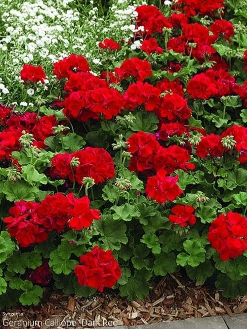 Ivy Geranium Cuttings 8 Pack Mountie Red for Rooting Pelargonium peltatum, Trailing, Bright Red Flowers
