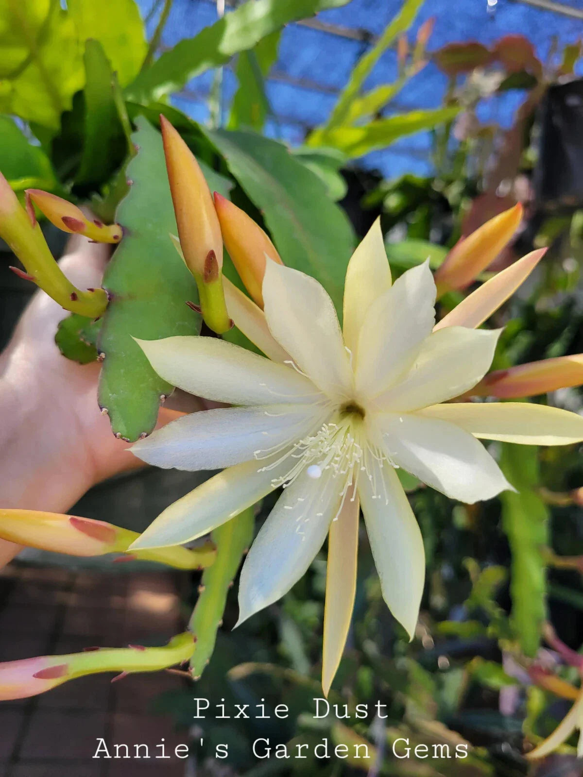 Epiphyllum Cuttings - 8-10 Inches - Pixie Dust Variegated Foliage - Epiphyllum spp. Unrooted Succulent Plant Cuttings