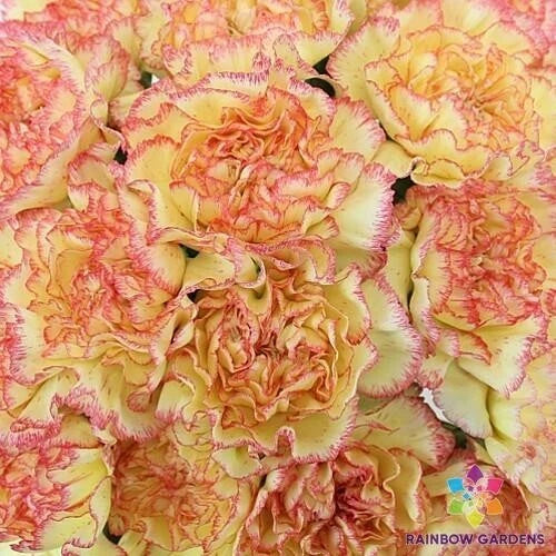 200+ Yellow Pink Carnation Seeds - Dianthus caryophyllus Garden Planting, Flower Bed, Pot, Perennial, Full Sun to Partial Shade