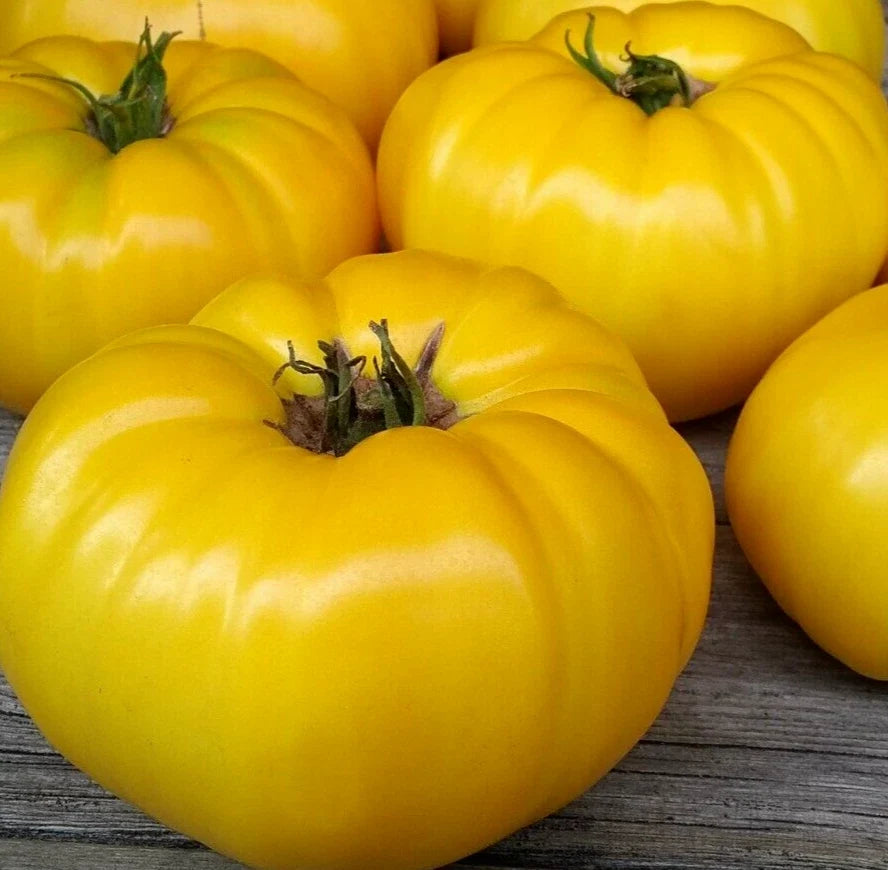 Yellow Beefsteak Tomato Seeds - Indeterminate Solanum lycopersicum, Large Juicy Yellow Tomatoes, Garden Vegetable Seeds