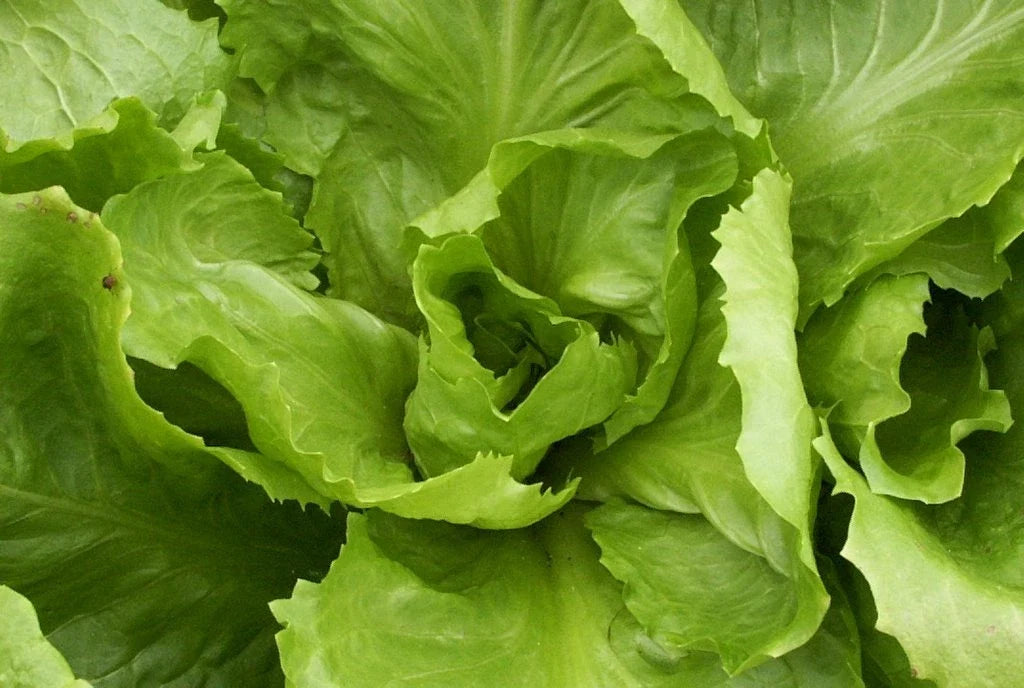 Endive Seeds - Batavian Full Heart Variety - Cichorium endivia - Salad Greens for Gardening