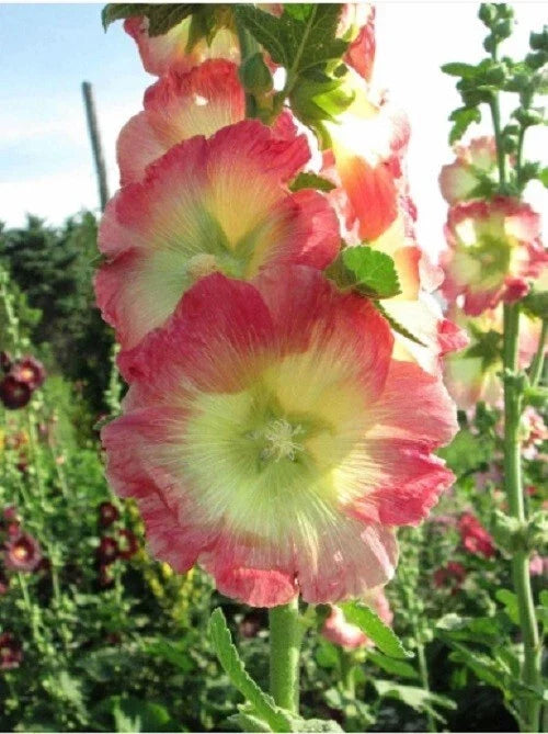Hollyhock Seeds - 25 Perennial Flower Seeds - Yellow Pink Alcea rosea - Garden, Border, Pollinator Attracting