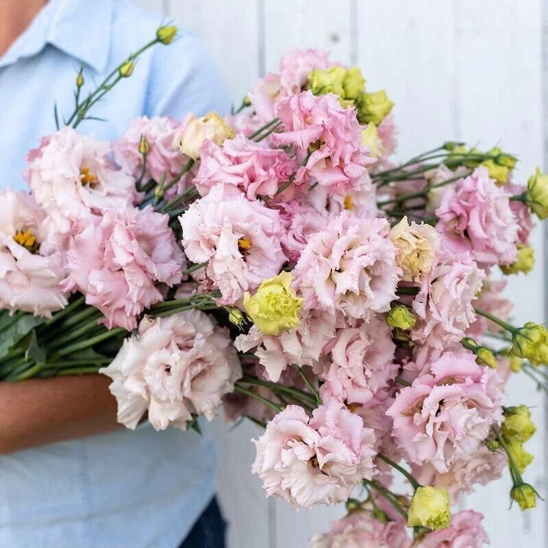 Pink Lisianthus Flower Seeds - Eustoma grandiflorum - Garden, Floral, Easy to Grow, 20 Improved Seeds