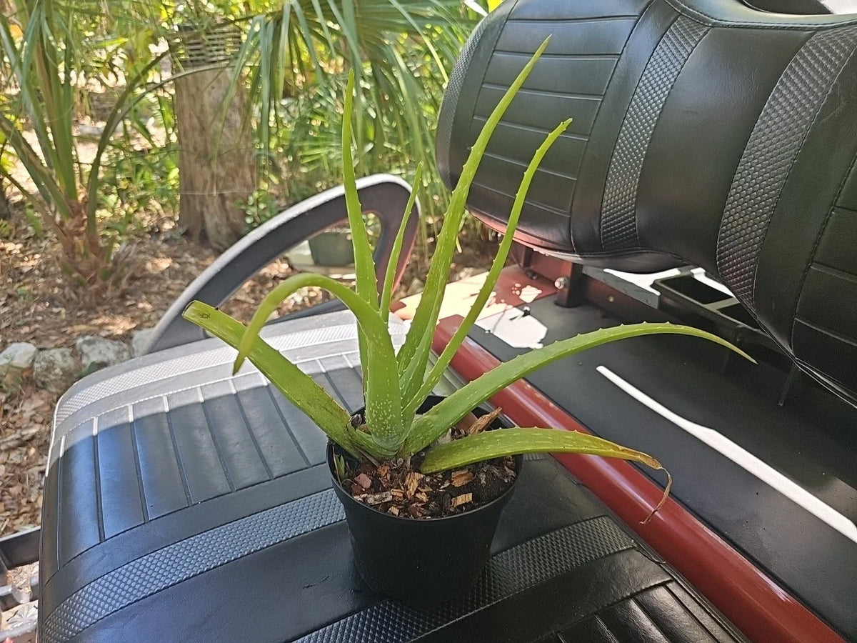 Organic Aloe Vera Plant 15" Rooted Aloe Barbadensis Succulent for Indoor & Outdoor Use