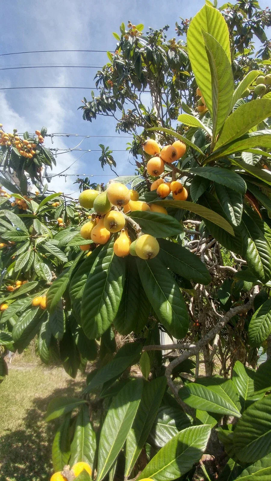 Live Japanese Plum Tree Plants 4-8" Edible Fruit Leaves for Tea Prunus salicina