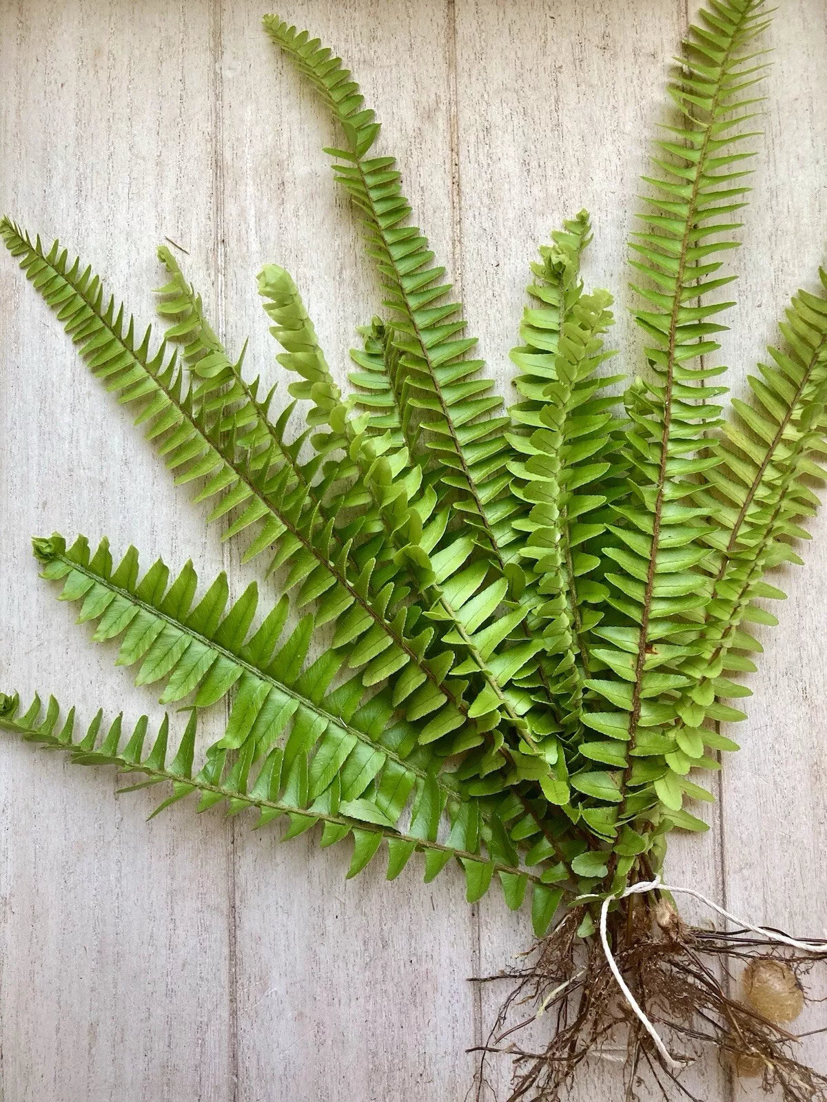 Rooted Fern Plants - 25 Live Green Ferns for Indoor & Outdoor Decor - Various Varieties