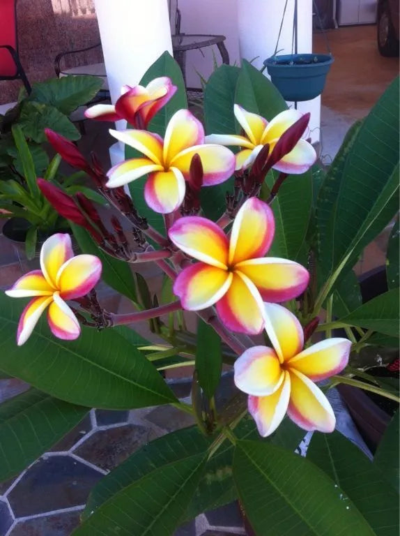 Plumeria Seeds - 5 Pack - Yellow, White, Purple Frangipani - Perennial Tropical Plant - Plumeria spp.