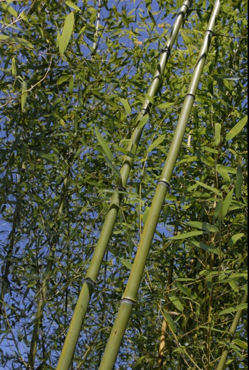 Bamboo Bare Root Plant - Phyllostachys Rubromarginata 'Red Margin' Rhizome - Hardy Ornamental Grass