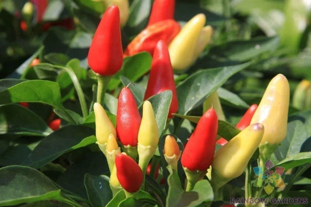 Prairie Fire Hot Pepper Seeds - 25+ Pack, Capsicum annuum, Spicy Peppers for Garden, Container or Bed Planting, USA Grown