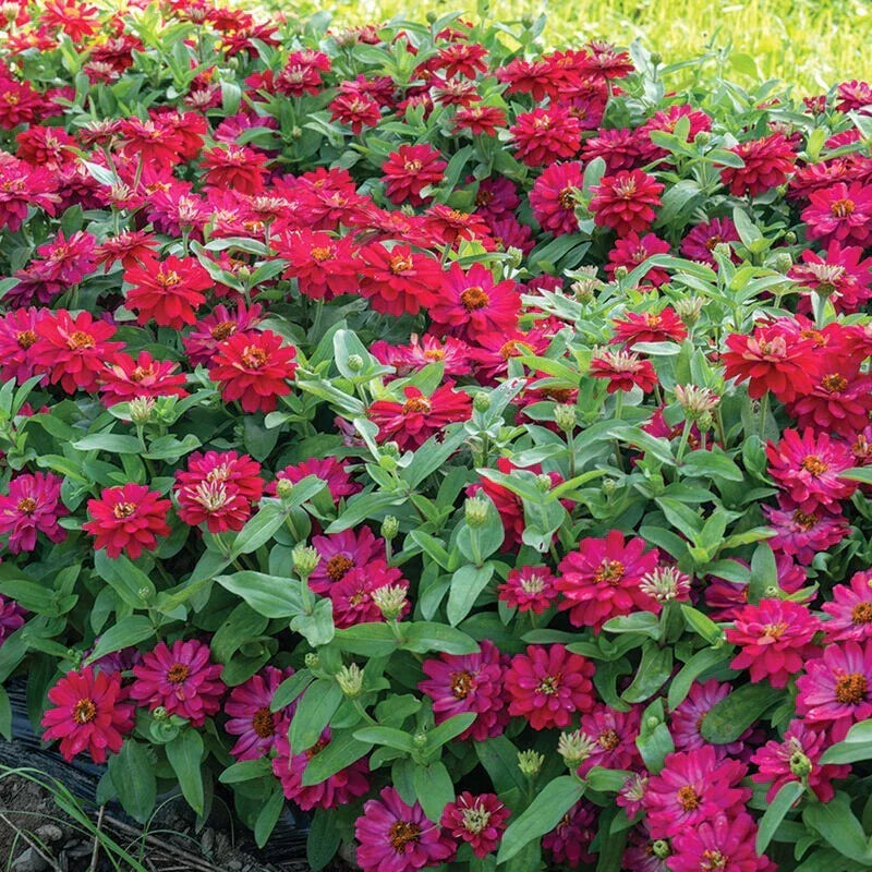 Zahara Double Cherry Zinnia Seeds - 100+ Pack - Bright Red Zinnia elegans - USA Grown