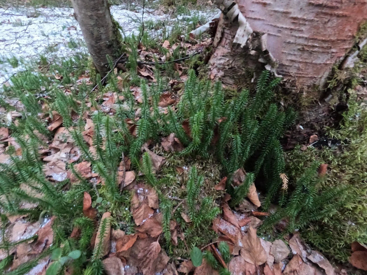 Northern Club Moss Vine - Wild Harvested Lycopodium sitchense - Alaska Grown, Indoor Plant, Ground Cover, Terrarium Plant
