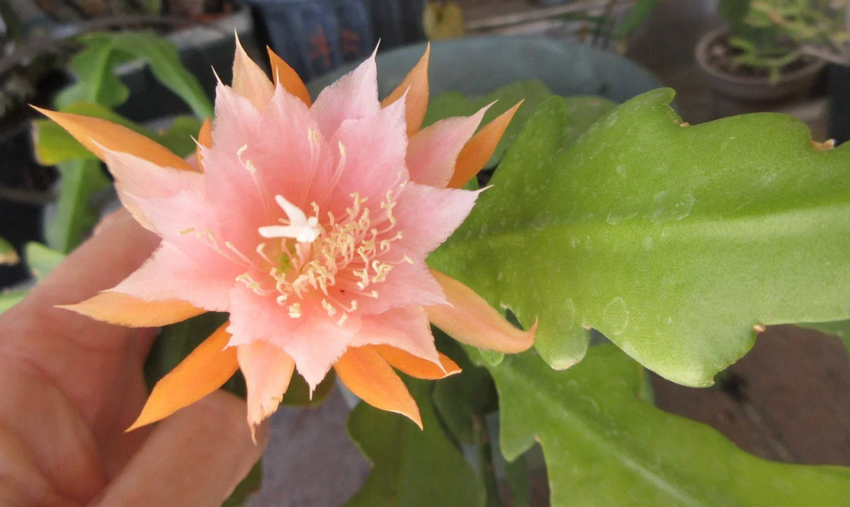 Epiphyllum 'Kaguyahame' Rare Orchid Cactus Plant with 2 Rooted Stems - Unique Houseplant