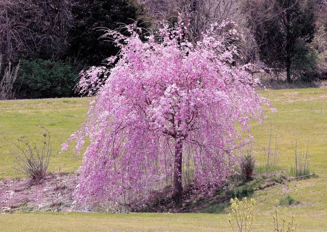 Weeping Purple Cherry Tree Seeds - Prunus subhirtella 'Pendula' - 5 Pack Ornamental Seeds