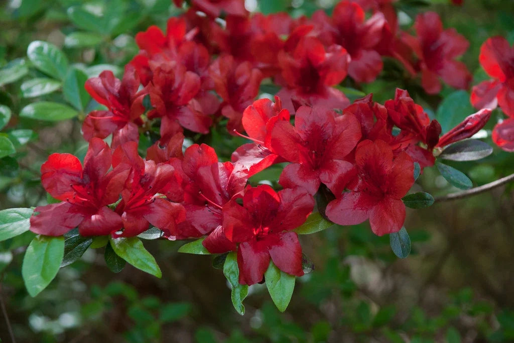 Azalea Starter Plant, Small Rooted, Midnight Flare Rhododendron sp., Deciduous Garden Shrub for Borders & Containers