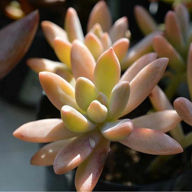 Pachyveria Blue Pearl 3" Diameter Potted Succulent - Indoor & Outdoor Easy Care Plant