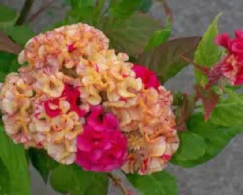 Variegated Cockscomb Celosia Seeds - 200 Organic USA Grown Seeds - Celosia argentea