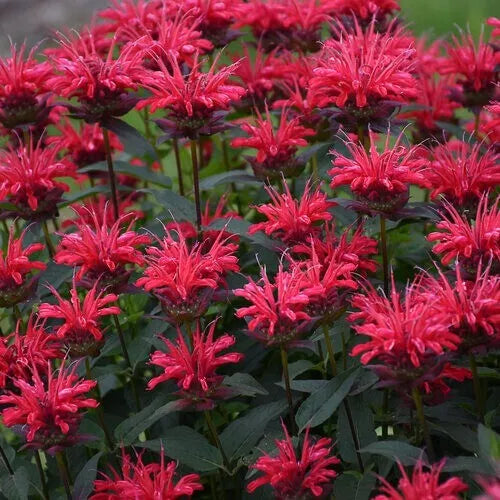 Red Velvet Bee Balm Seeds - 100 Pack, Monarda Didyma, Hummingbird Flowers, Perennial Garden Seeds for Borders & Containers