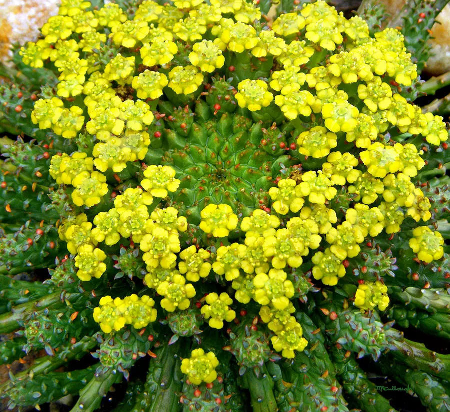 Euphorbia Flanaganii 'Caput-Medusae' Cutting - 5" Long Rare Succulent