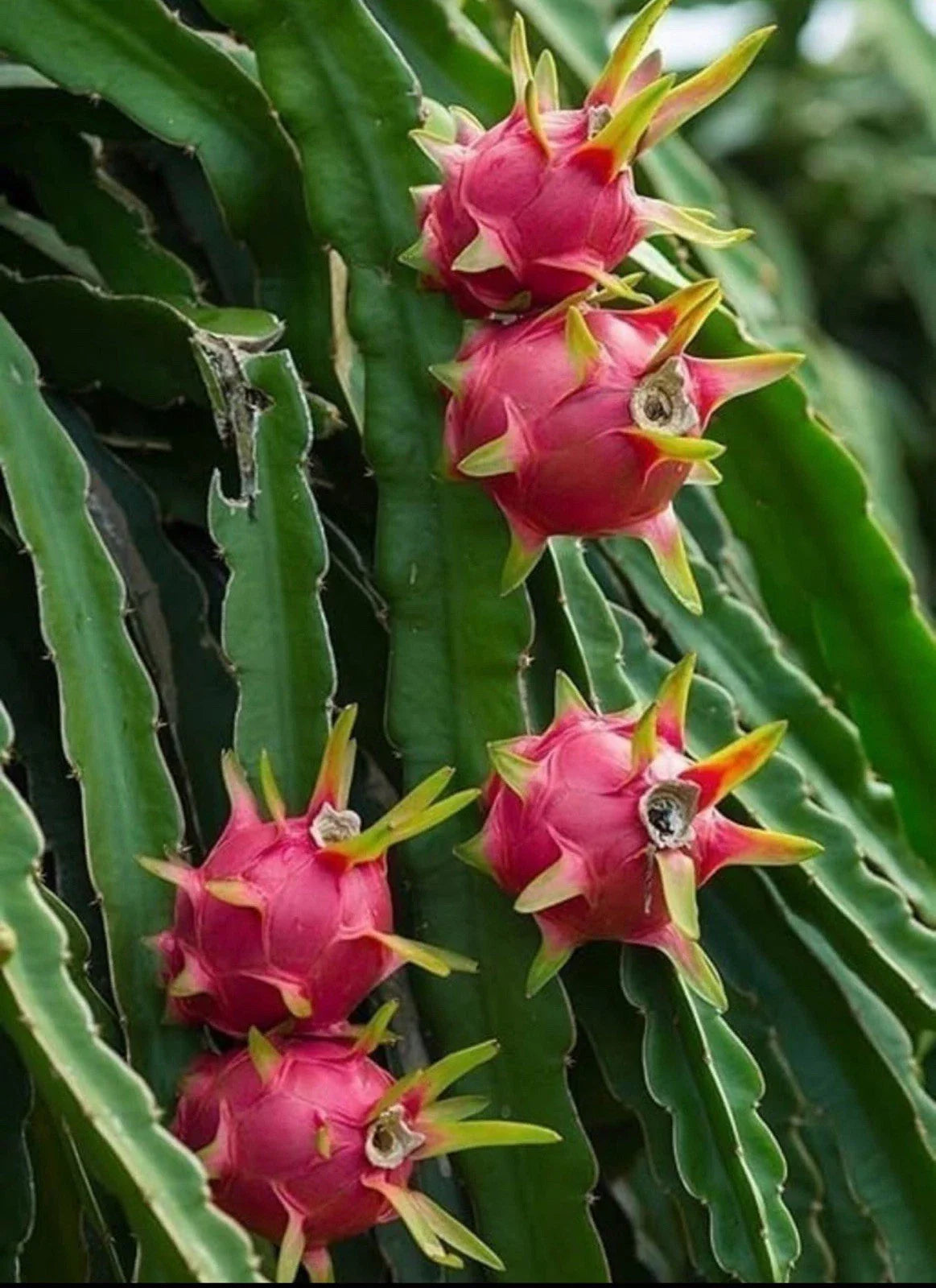Dragon Fruit Cuttings - Rooted Pitaya Variety Hylocereus undatus for Indoor Garden & Outdoor Planting