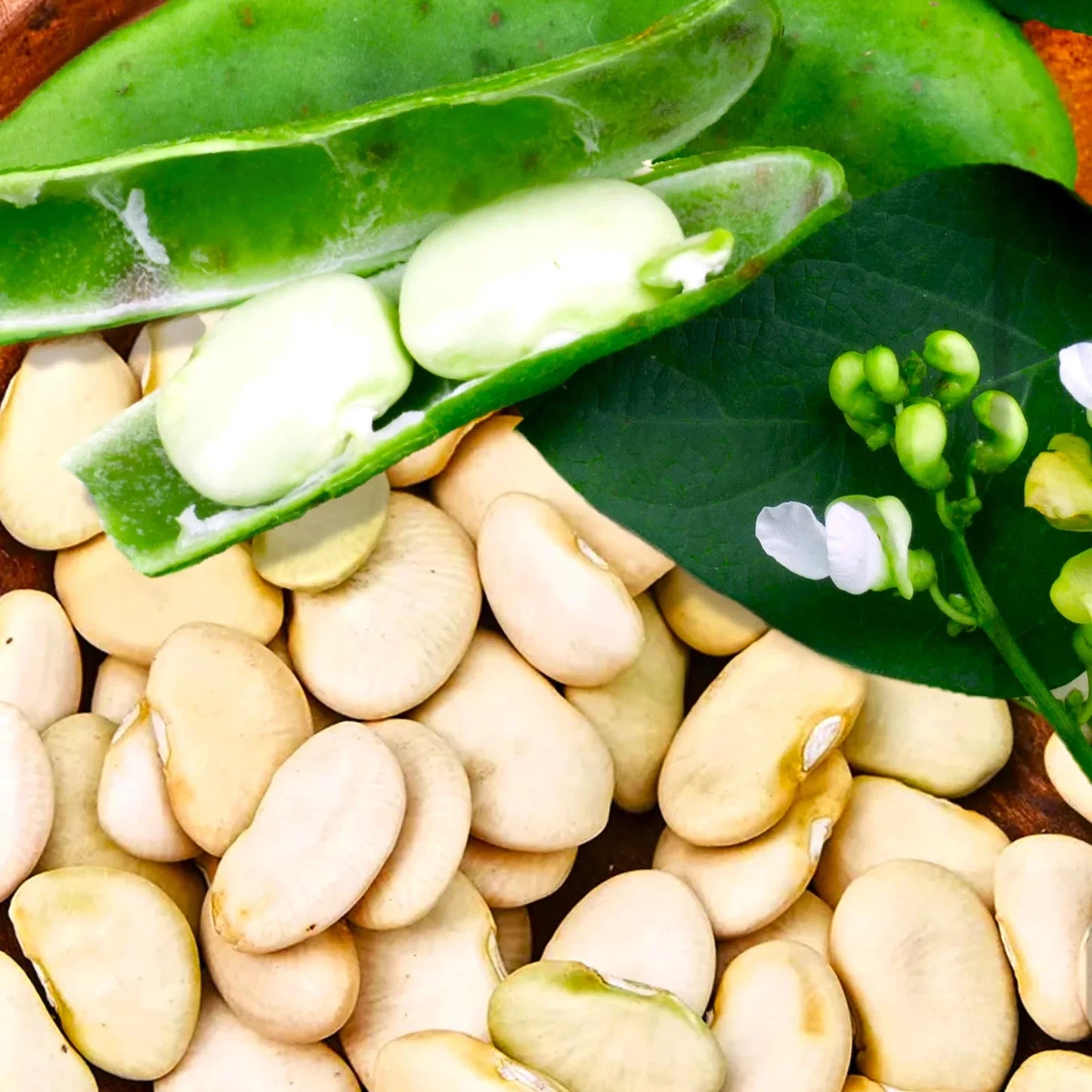 King of the Garden Lima Bean Seeds - Pole Variety, Large Green Pods, Phaseolus lunatus, Organic Non-GMO, Climbing Vine for 2025 Planting