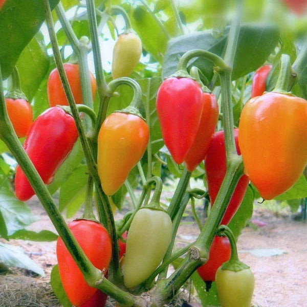 Santa Fe Grande Hot Pepper Seeds - Guero Variety, Non-GMO, Capsicum annuum, Multiple Sizes Available
