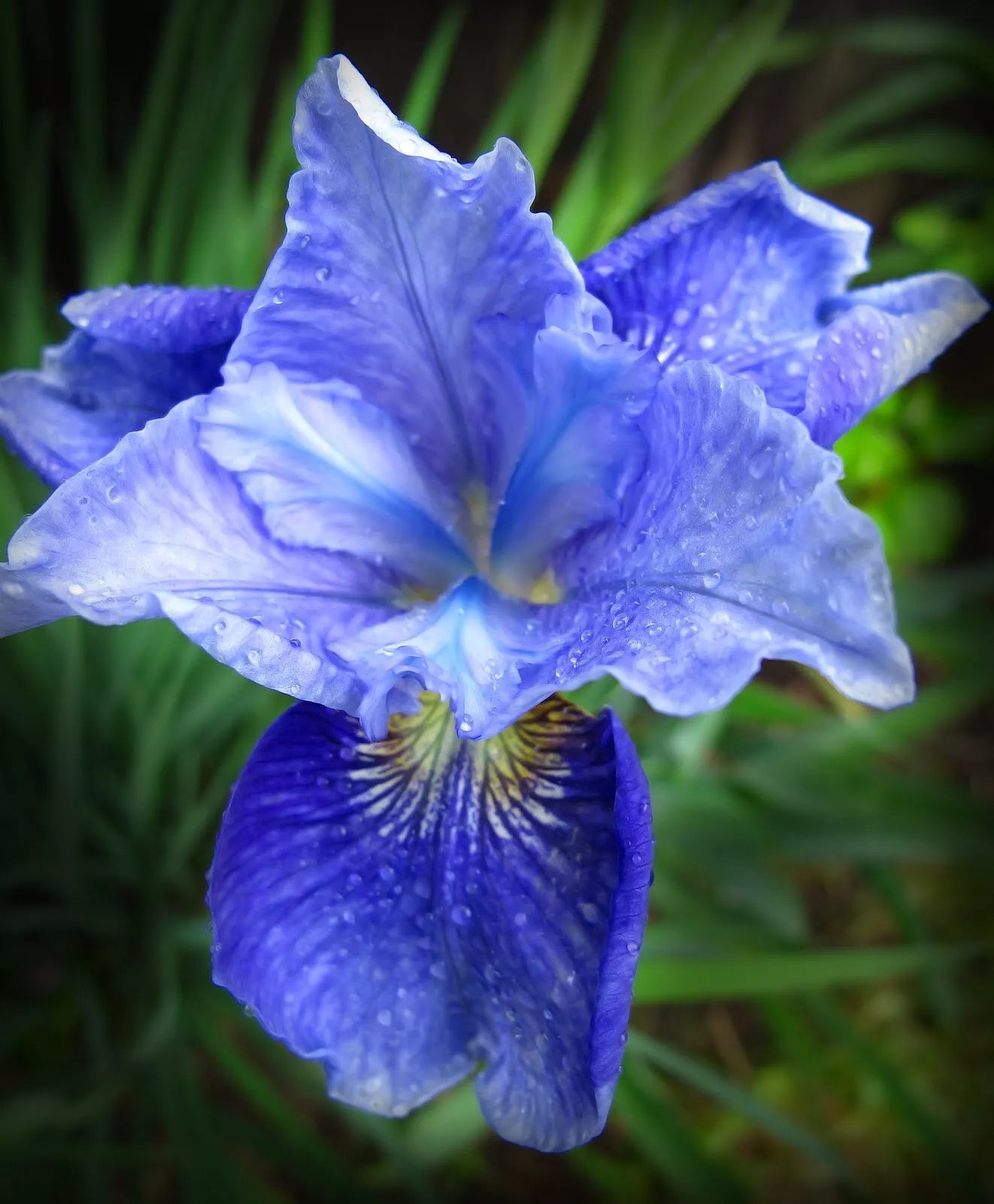 Siberian Iris Starter Plants Set of 3 - Iris sibirica Perennials for Garden Borders and Blooms