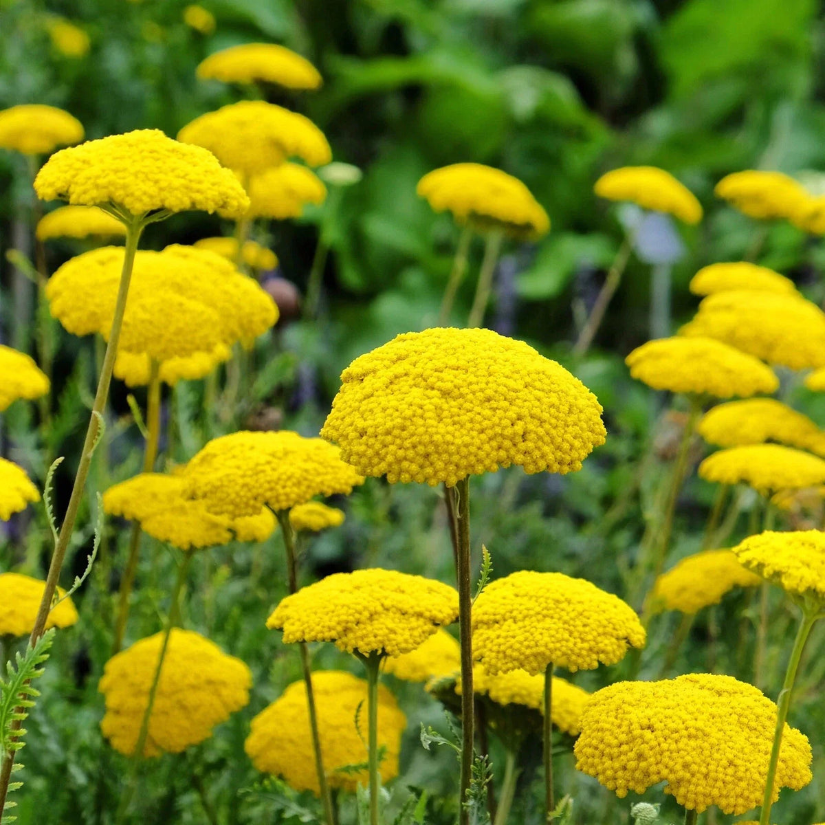 Gold Yarrow Seeds 1000+ Achillea filipendulina Non-GMO Pollinator-Friendly Perennial