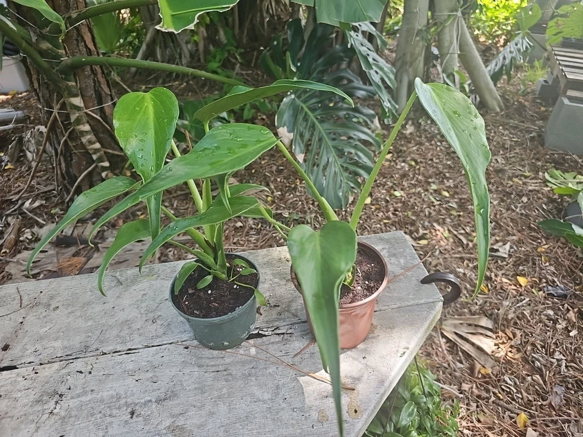 Monstera Burle Marx Flame Live Plant in 5" Pot - Rare Tropical Indoor Houseplant with Flame-Like Foliage
