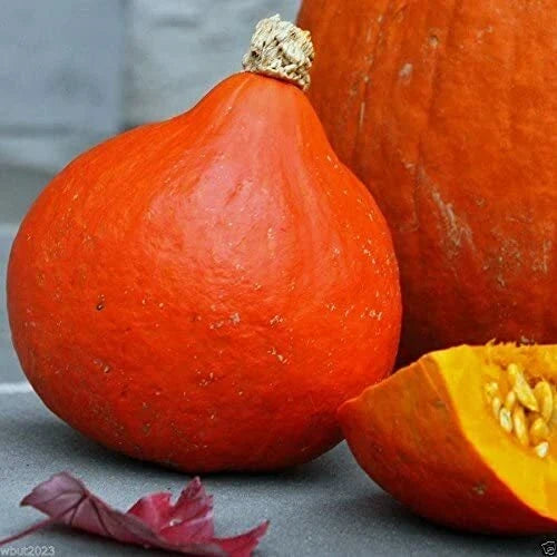 Japanese Red Kuri Squash Seeds - Uchiki Kuri Heirloom Non-GMO Cucurbita maxima for Home Garden, Vining, Full Sun