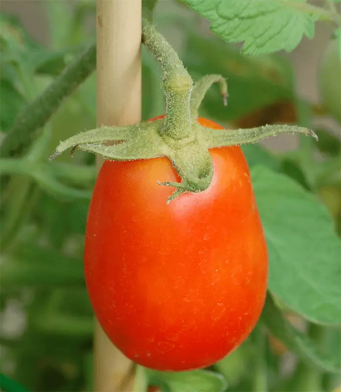 Roma Tomato Live Starter Plants Set of 2 – Heirloom, Pesticide-Free, Solanum lycopersicum